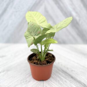 Syngonium Milk Confetti in a 4 inch plastic grower pot on a soft grey background.