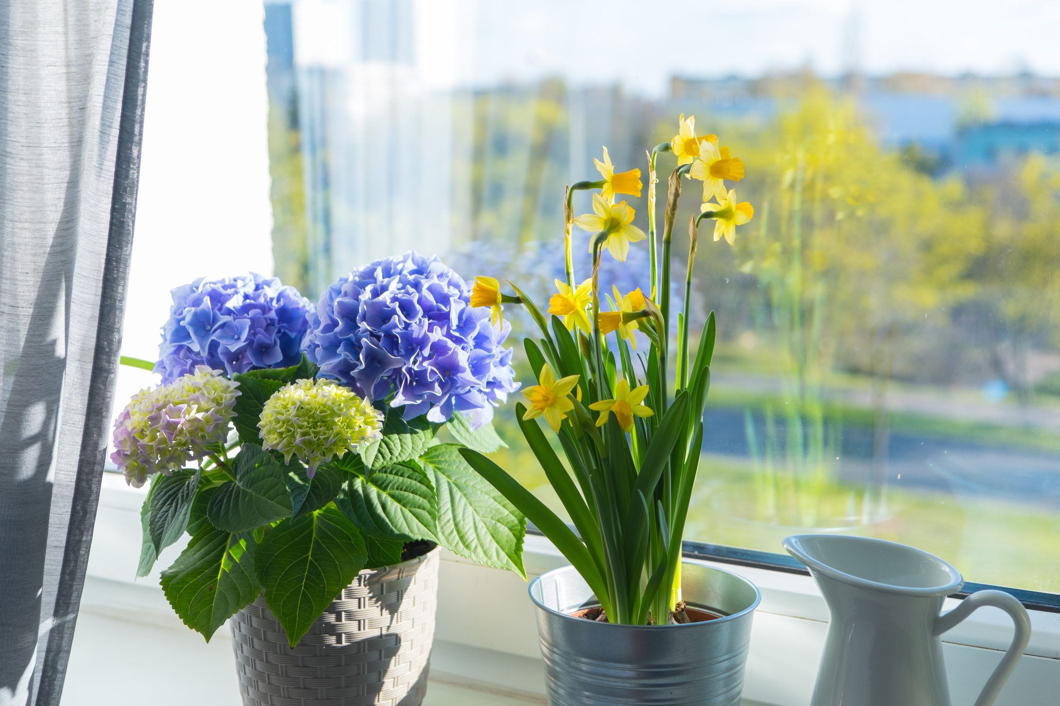 How to Grow Potted Spring Flowers at Home