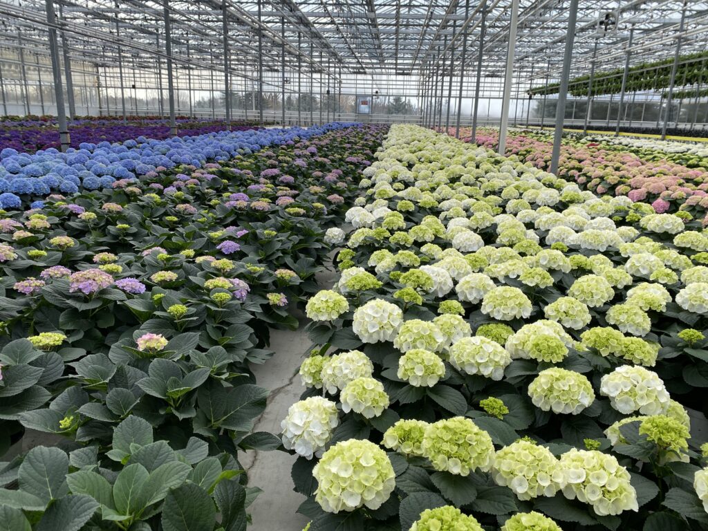Blooming hydrangeas grow in the TERRA Production greenhouses in Waterdown, Ontario.