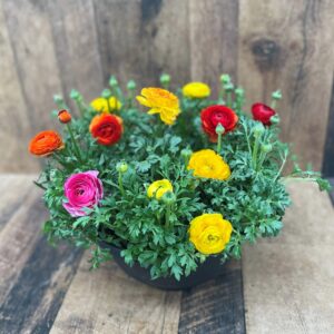 A cheerful 12" bowl of colourful ranunculus, grown by TERRA Production in Waterdown, ON.