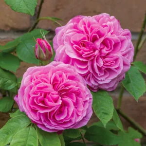 Closeup of 2 blooms of a bright pink, heavily petaled David Austin 'Getrude Jekyll' rose.