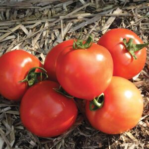 A small group of ripe, medium sized tomatoes in a pile on a bed of straw.